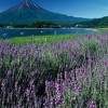 北京的金山上 dj电音红舞曲