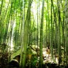 小白杨