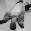 asted penguinz   rebourne   sorrow (edit)